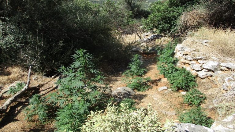 Βρήκαν τρεις χασισοφυτείες συνέλαβαν δύο άτομα