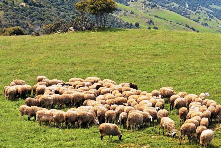 Κομοτηνή: “Φυλλορροούν” κτηνοτρόφοι και αιγοπρόβατα στη Ροδόπη