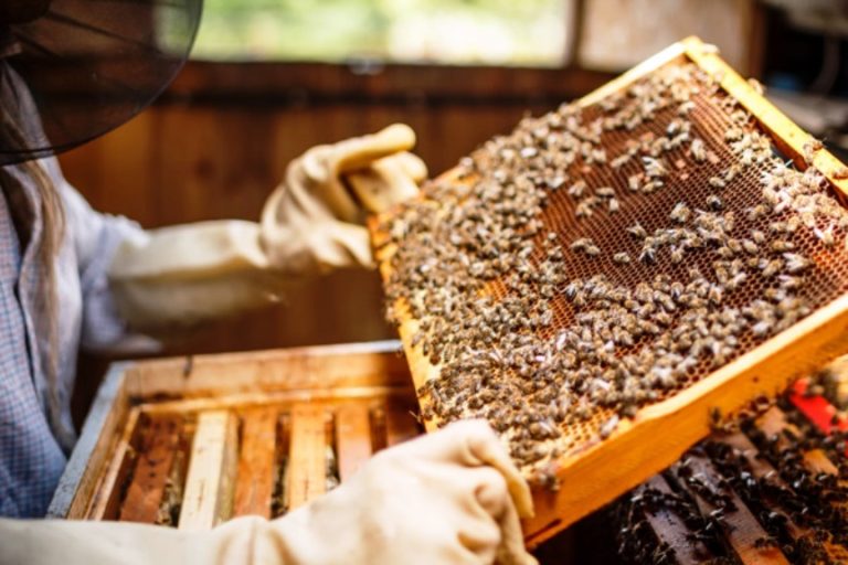 Το ΕΚ ζητά ελάττωση της χρήσης φυτοφαρμάκων για να σωθούν οι μέλισσες