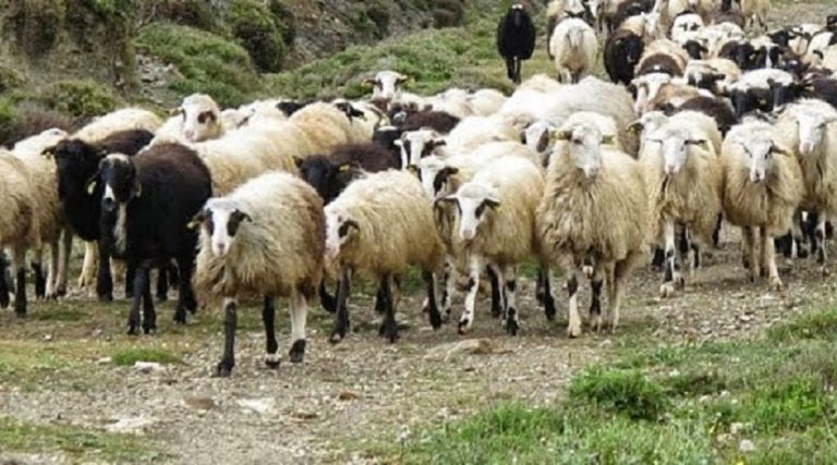 Κομοτηνή: “Ο ρόλος του κτηνοτρόφου πολύ σημαντικός”