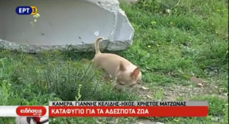 Καταφύγιο για τα αδέσποτα (video)