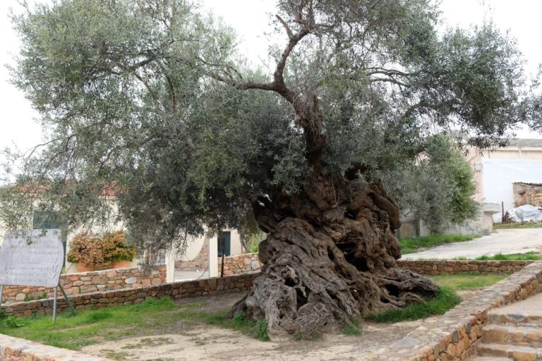 Ιαπωνικό τηλεοπτικό συνεργείο στην μνημειακή ελιά των Βουβών