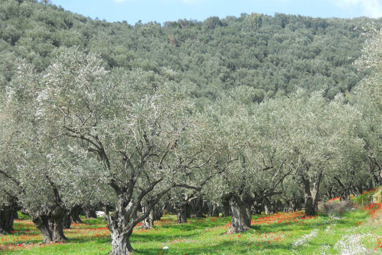 Μπήκαν  σε χωράφια και έκλεψαν δύο τόνους  ελιές