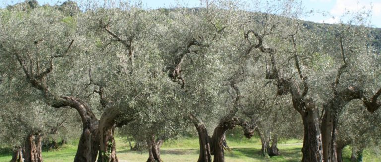 Χανιά: Εκπαιδευτική Ημερίδα για την  Xylella fastidiosa