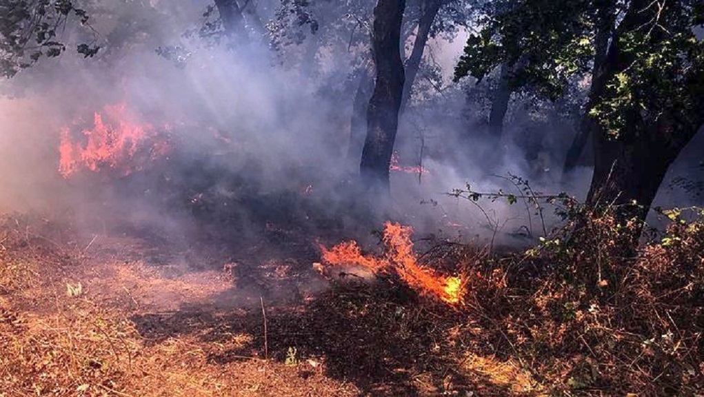 Πυρκαγιά σε δασική περιοχή στην Εύβοια – Δεν απειλούνται οικισμοί
