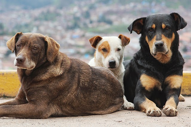 Δηλητηρίασαν αδέσποτα σκυλιά στα Λαγυνά