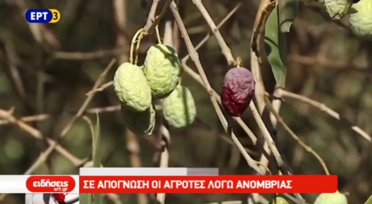 Σοβαρά προβλήματα με την ανομβρία στη Θεσπρωτία (video)