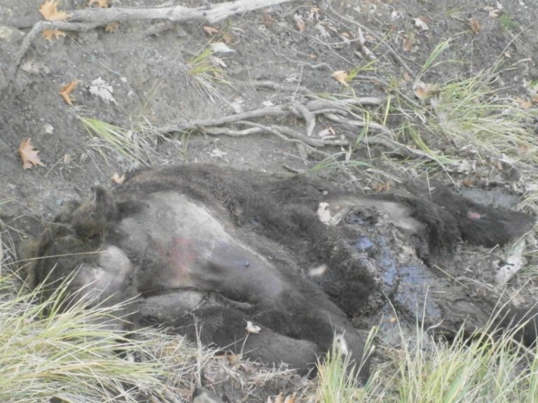 Νεκρή αρκούδα στην Καστανιά Καλαμπάκας