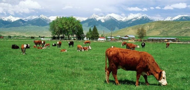 Γρεβενά: Πληρωμές Βιολογικής Κτηνοτροφίας