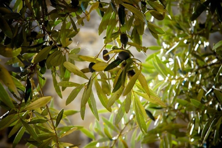 Καταστρεπτική για τα ελαιόδεντρα η φετινή ανομβρία