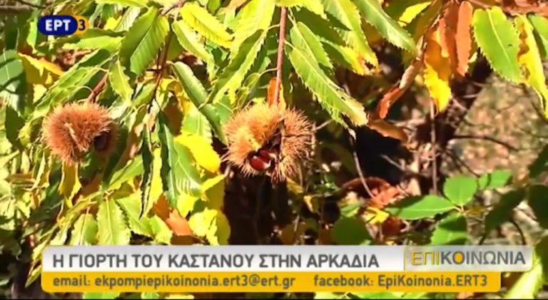 Γιορτή κάστανου στην Αρκαδία (video)