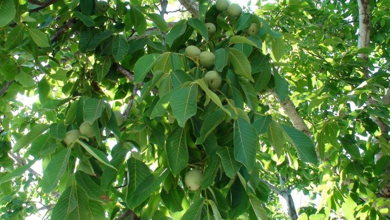 Έχασε τη ζωή του για να μαζέψει καρύδια