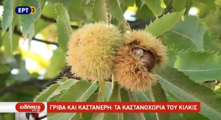 Γρίβα και Καστανερή: Τα καστανοχώρια του Κιλκίς (video)