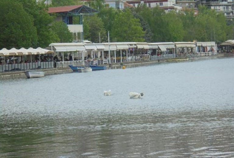 Καστοριά: Συνάντηση για τις αστικές λίμνες