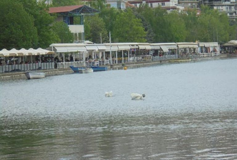 Κοζάνη: Λεκτική διένεξη μεταξύ Αδαμόπουλου και Ζεμπιλιάδου