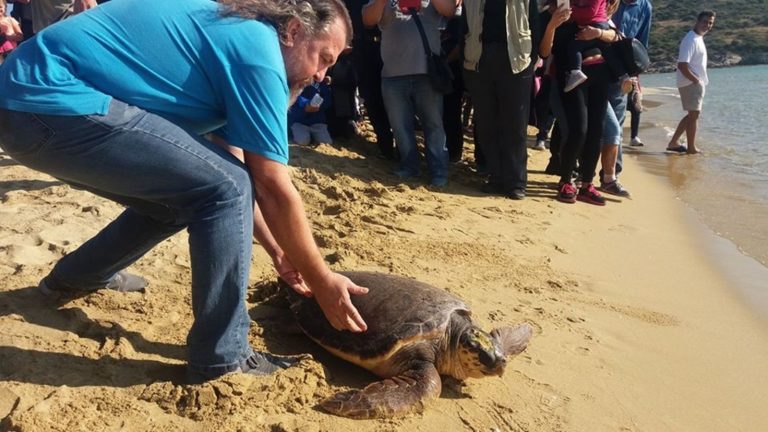 Καβάλα: Η χελώνα επέστρεψε στο… σπίτι της