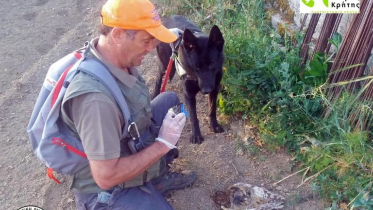 Εκδηλώσεις για τα αδέσποτα