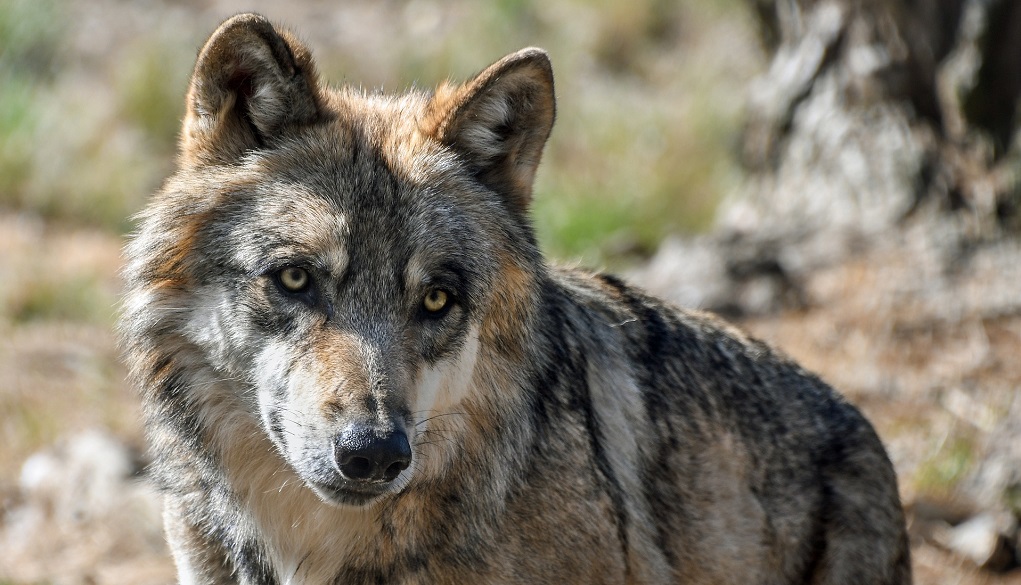Διδυμότειχο: Επιθέσεις από λύκους σε κυνηγόσκυλα
