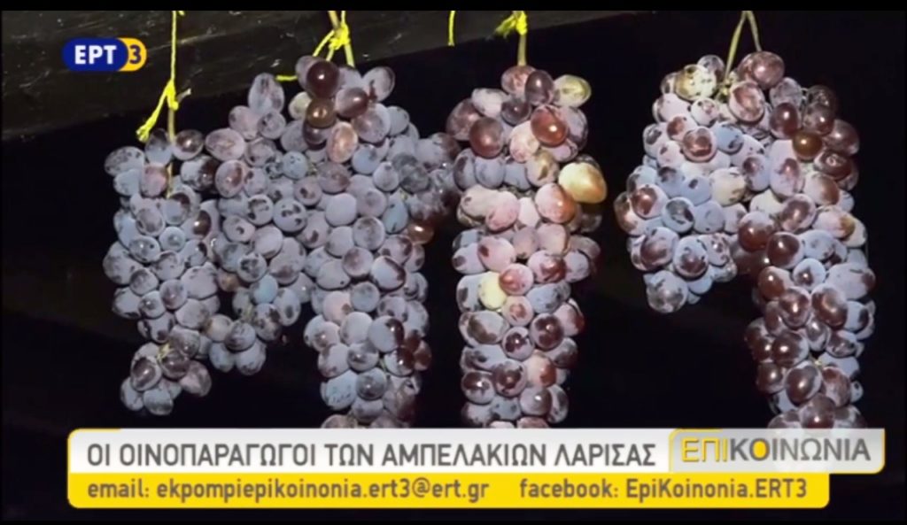 Τα μυστικά του κρασιού στα Αμπελάκια Λάρισας (video)
