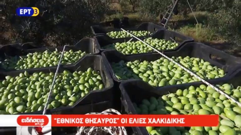 «Εθνικός Θησαυρός» οι ελιές Χαλκιδικής (video)