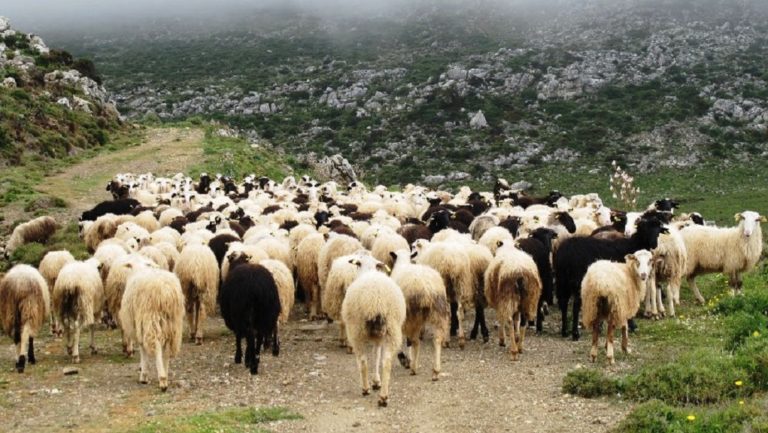 Διαχειριστικά σχέδια βόσκησης