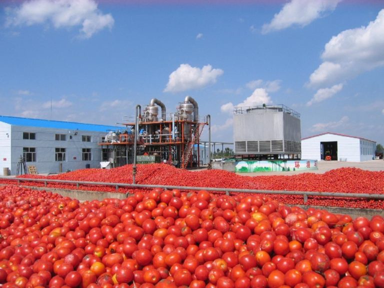 Λιγότερη η φετινή παραγωγή ντομάτας