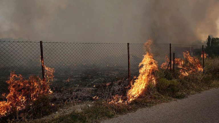 Πάτρα: Φωτιά σε προστατευόμενη δασική έκταση
