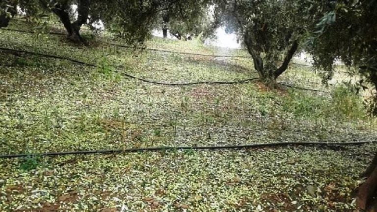 Ράβδισε τις ελιές το χαλάζι