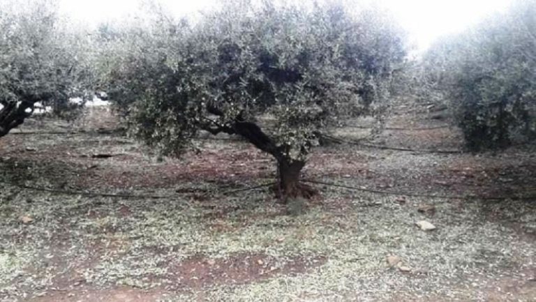 Κλιμάκιο Γεωπόνων στο Δήμο Ήλιδας