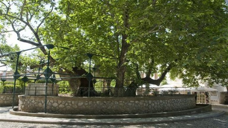 Τον πλάτανο του Ιπποκράτη θέλει να σώσει Ιάπωνας επιχειρηματίας