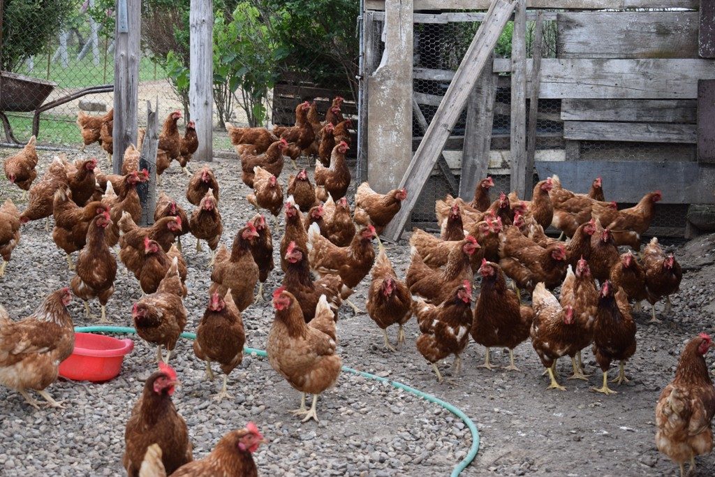 ΑΜΘ: Σε ισχύ μέτρα για τη γρίπη των πτηνών