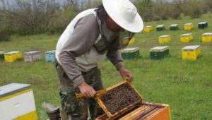 Κομοτηνή: “Κολλημένος” με την μελισσοκομία