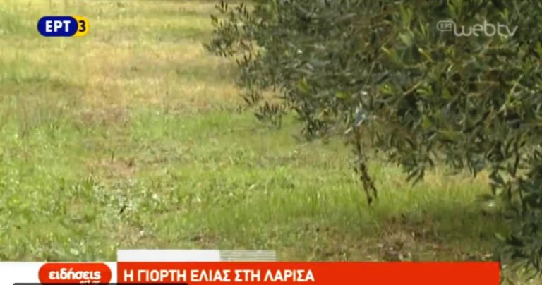 Γιορτή ελιάς στη Λάρισα (video)