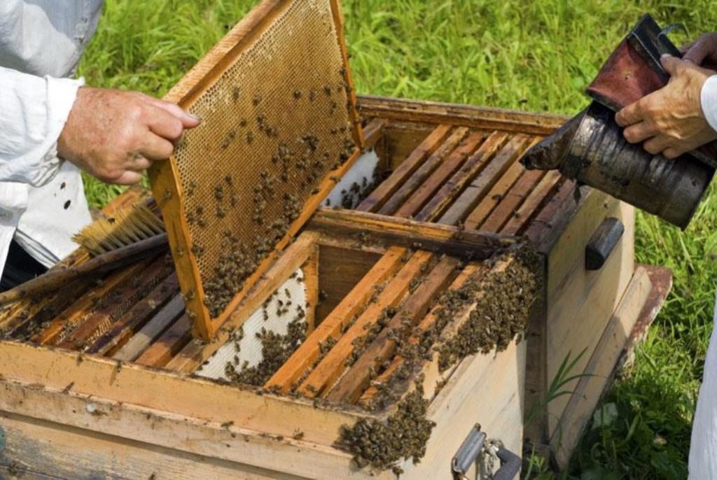 Σάμος: Στα … θρανία οι μελισσοκόμοι