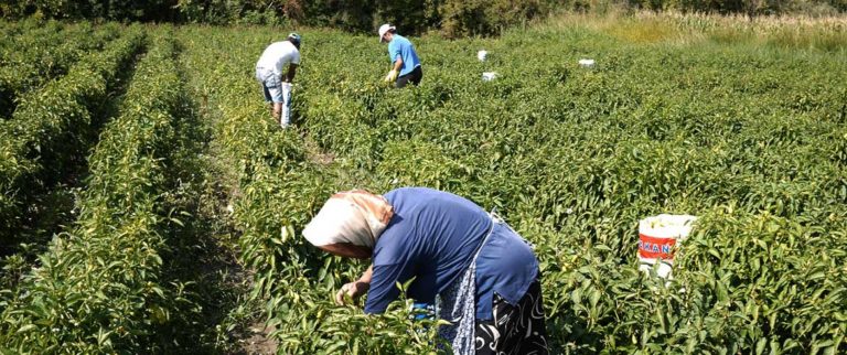 Μέχρι 6/11 οι αιτήσεις για πολύτεκνες αγρότισσες