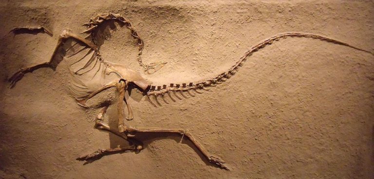 Έρευνα: Τα θηλαστικά βγήκαν στο φως μετά την εξαφάνιση των δεινοσαύρων