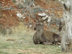 “Pάμπο” στην Πάρνηθα πυροβόλησε ελάφι