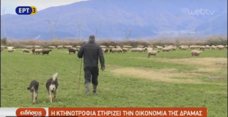 Η κτηνοτροφία στηρίζει την οικονομία της Δράμας (video)