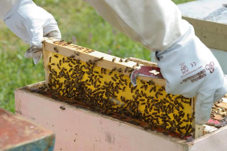 Αιτήσεις για αντικατάσταση κυψελών στο Κέντρο Μελισσοκομίας