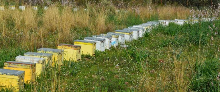 Η Ελλάδα, ιδανική χώρα για μελισσοκομία, αλλά… ( audio)
