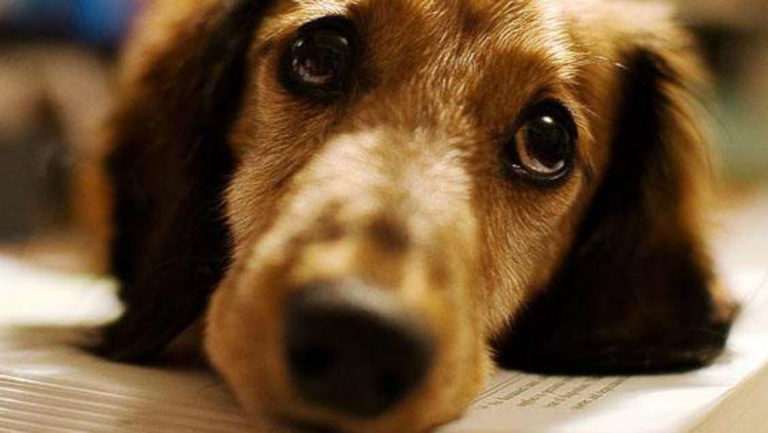 Αμύνταιο: Δηλητηρίασαν 6 σκυλιά στον Φιλώτα
