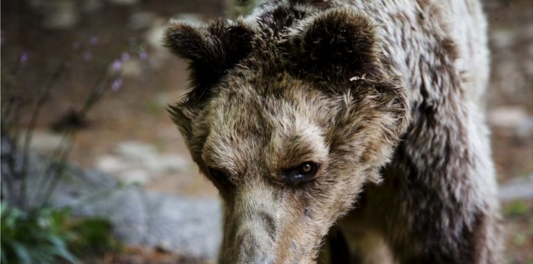 Αετός: “Έφυγε” η γηραιότερη αρκούδα του Αρκτούρου