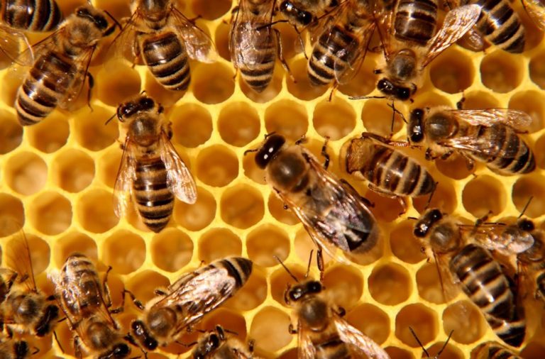 Τσιρώνης – Κόκκαλης για το μέλι