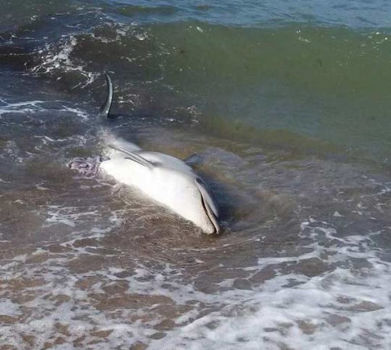 Ένα ακόμη δελφίνι εντοπίστηκε νεκρό στη θαλάσσια περιοχή του Σταυρού