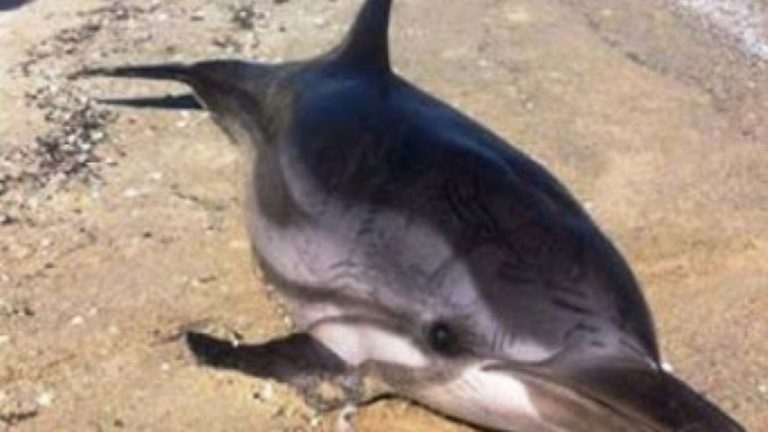 Νεκρό δελφίνι εντοπίστηκε στη Χαλκιδική
