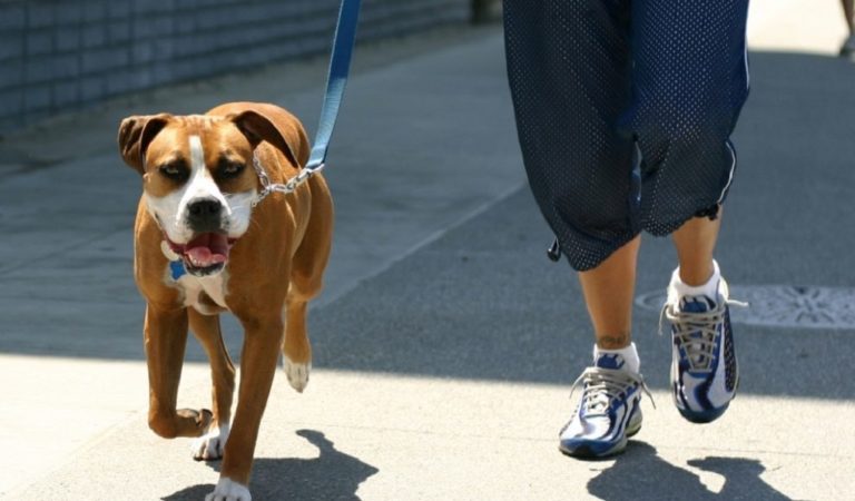ΣΥΝΕΔ: Αναγνώριση του ρόλου των σκύλων για τους διαβητικούς