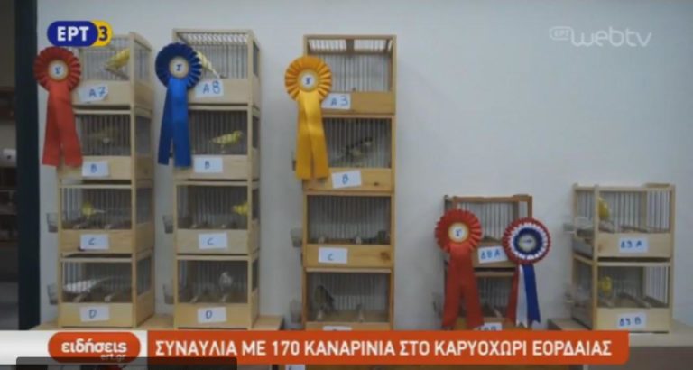 Συναυλία με 170 καναρίνια στο Καρυοχώρι Εορδαίας (video)
