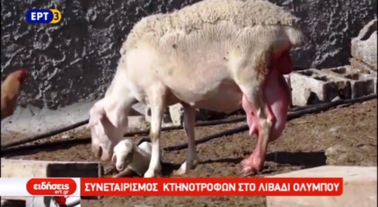 Συνεταιρισμός κτηνοτρόφων στο Λιβάδι Ολύμπου (video)
