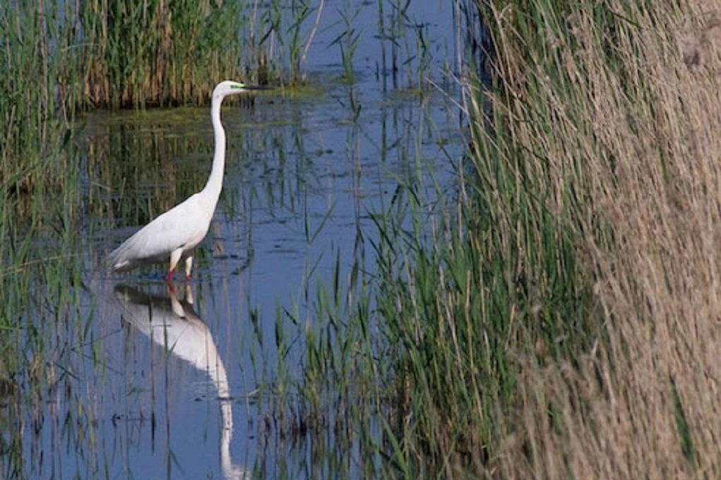 Διαχείριση των περιοχών Natura