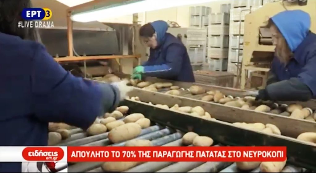 Αδιάθετη η φετινή παραγωγή της πατάτας Νευροκοπίου (video)
